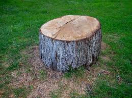 Best Stump Grinding and Removal  in Blairsville, PA