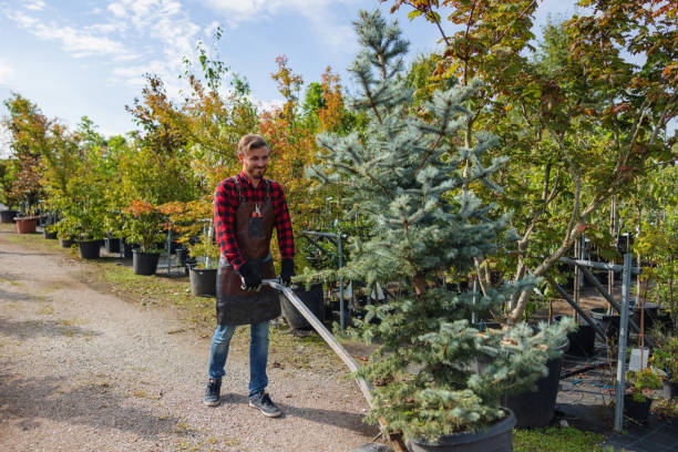 Best Storm Damage Tree Cleanup  in Blairsville, PA