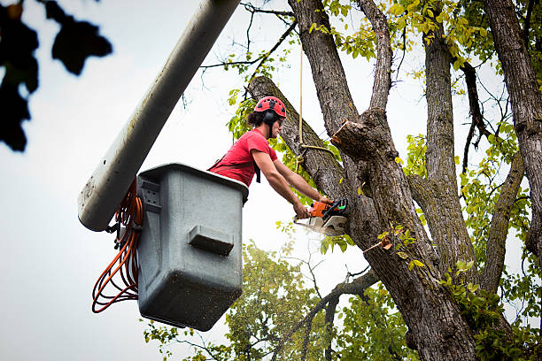 Best Root Management and Removal  in Blairsville, PA