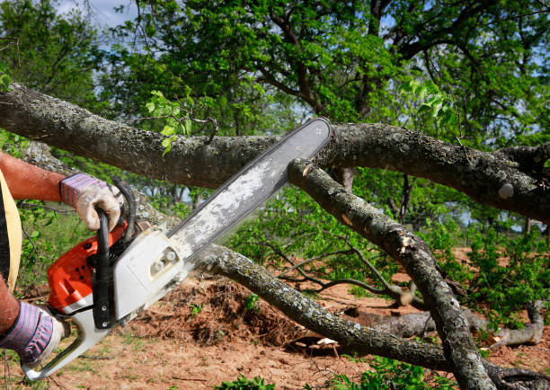 Why Choose Our Tree Removal Services in Blairsville, PA?